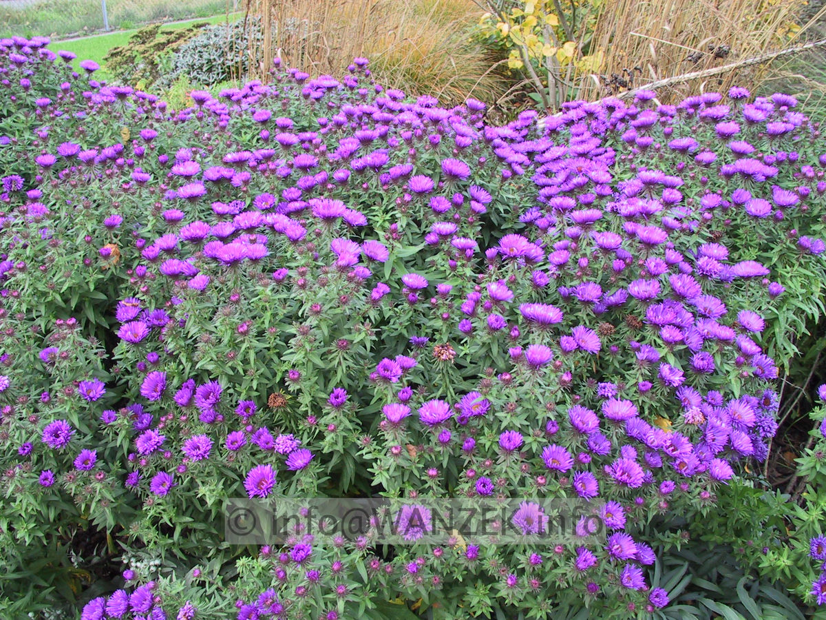 Aster novae-angliae Purple Dome -flaechig.JPG